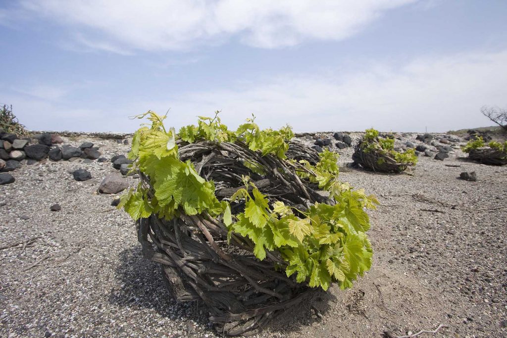 ancient vineyard Santorini | Horizon Aeifos Suites