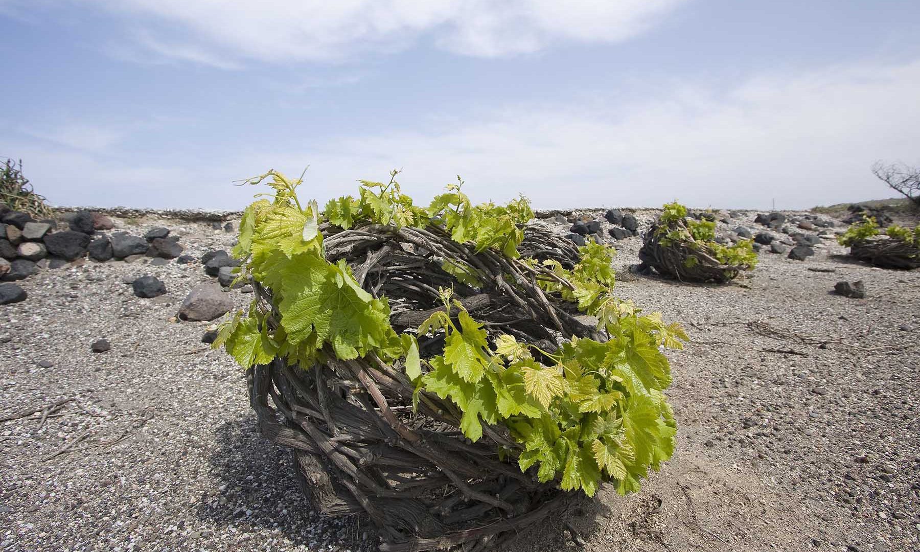 ancient vineyard Santorini | Horizon Aeifos Suites